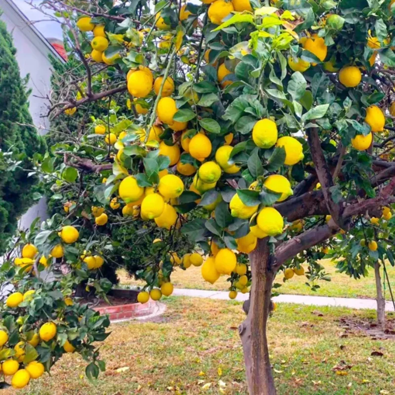 Meyer Lemon Bush Live Plant - Starter Citrus Tree - 1 to 2 Inch Tall