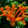 Orange Honeysuckle Live Plant - Perennial Bush - 5-7 Inch Fragrant Flowers
