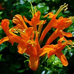 Orange Honeysuckle Live Plant - Perennial Bush - 5-7 Inch Fragrant Flowers
