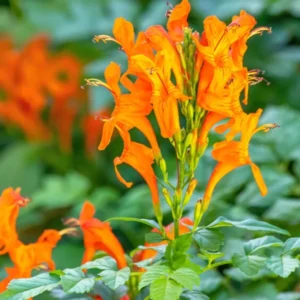 Orange Honeysuckle Live Plant - Perennial Bush - 5-7 Inch Fragrant Flowers