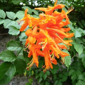 Orange Honeysuckle Live Plant - Perennial Bush - 5-7 Inch Fragrant Flowers