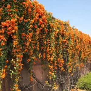 Orange Honeysuckle Live Plant - Perennial Bush - 5-7 Inch Fragrant Flowers