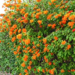 Orange Honeysuckle Live Plant - Perennial Bush - 5-7 Inch Fragrant Flowers