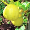 Lemon Cucumber Plants Live - Vegetable Plant - 4-5 Inch Tall - One Pot