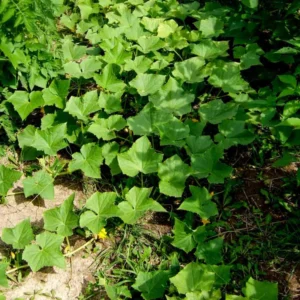 Lemon Cucumber Plants Live - Vegetable Plant - 4-5 Inch Tall - One Pot