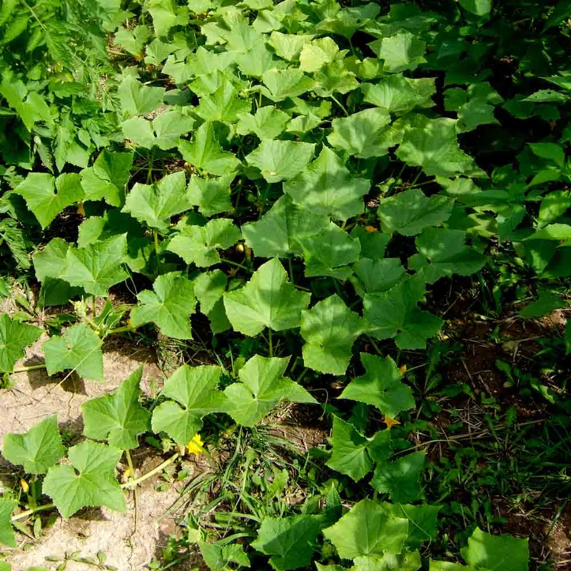 Lemon Cucumber Plants Live - Vegetable Plant - 4-5 Inch Tall - One Pot