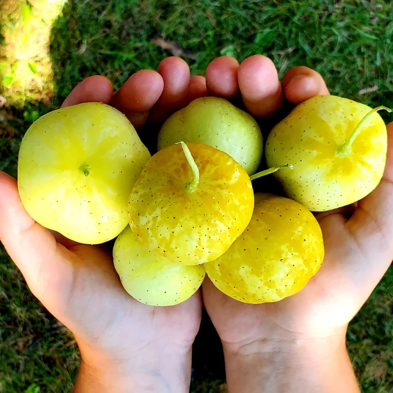 Lemon Cucumber Plants Live - Vegetable Plant - 4-5 Inch Tall - One Pot