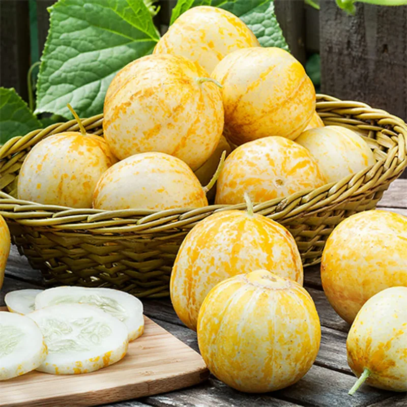 Lemon Cucumber Plants Live - Vegetable Plant - 4-5 Inch Tall - One Pot