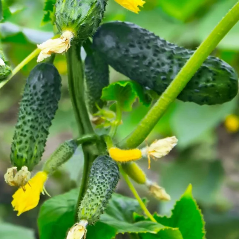 Green Cucumber Plants Live - 2 Pack Vegetable Plants - 4-5 Inch Tall