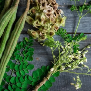 Moringa Tree Plant Live - 2 Pcs Drumstick Malunggay Plant Live in 4 Inch Pots