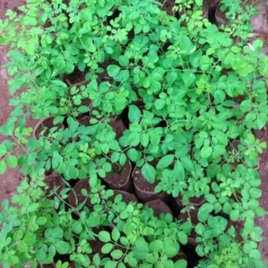 Moringa Tree Plant Live - 2 Pcs Drumstick Malunggay Plant Live in 4 Inch Pots