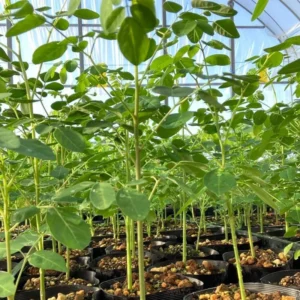 Moringa Tree Plant Live - 2 Pcs Drumstick Malunggay Plant Live in 4 Inch Pots