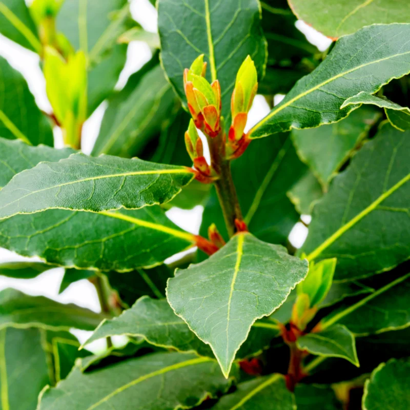 Bay Leaf Tree Live Plant - Sweet Bay Laurel, Laurus Nobilis - 6-8 Inches Tall
