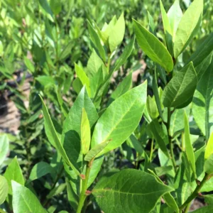 Bay Leaf Tree Live Plant - Sweet Bay Laurel, Laurus Nobilis - 6-8 Inches Tall