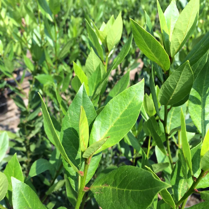 Bay Leaf Tree Live Plant - Sweet Bay Laurel, Laurus Nobilis - 6-8 Inches Tall