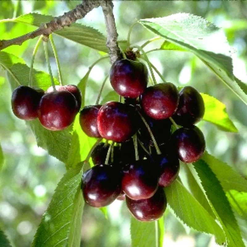 Black Cherry Trees Live Plant - Sweet Cherry Fruit Tree Bareroots 1.5-2 Feet Dormant
