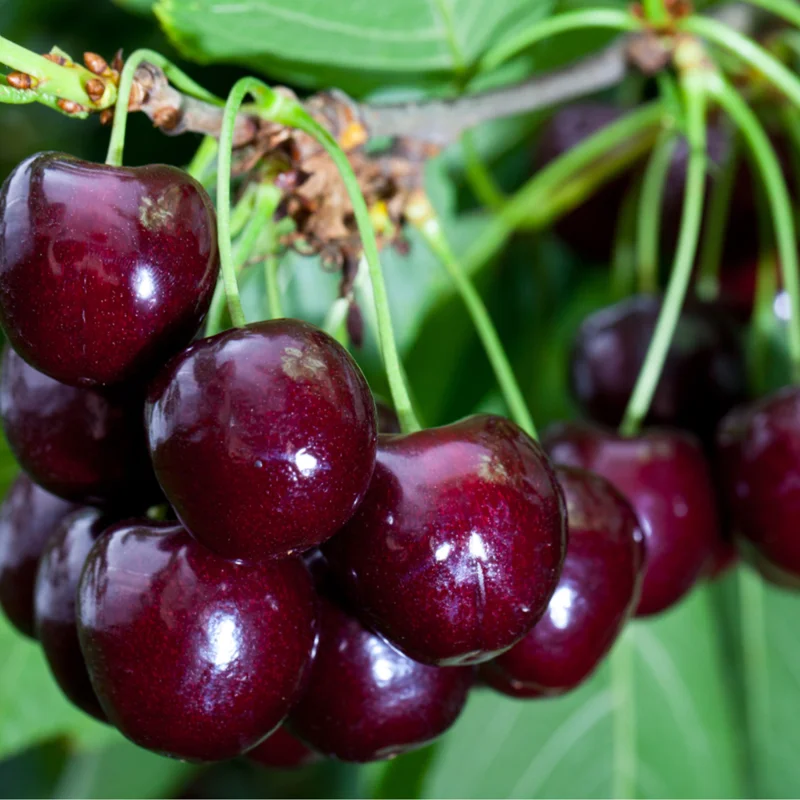 Black Cherry Trees Live Plant - Sweet Cherry Fruit Tree Bareroots 1.5-2 Feet Dormant