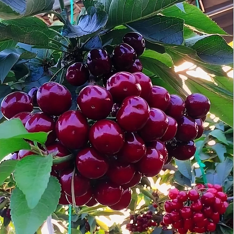 Black Cherry Trees Live Plant - Sweet Cherry Fruit Tree Bareroots 1.5-2 Feet Dormant