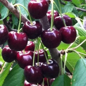 Black Cherry Tree Live Plants - 2 Bareroot Sweet Cherry Trees 1.5-2 ft