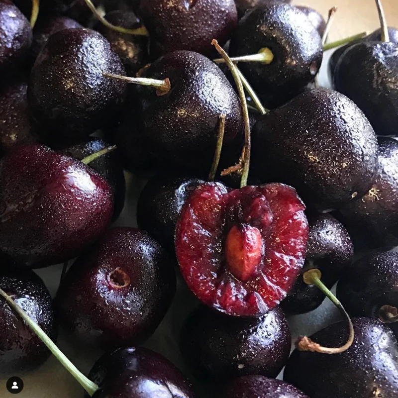 Black Cherry Tree Live Plants - 2 Bareroot Sweet Cherry Trees 1.5-2 ft