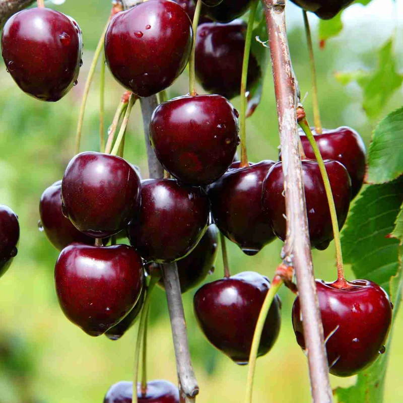Black Cherry Tree Live Plants - 2 Bareroot Sweet Cherry Trees 1.5-2 ft