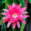 Pink Epiphyllum Plant Live - 6-9" Tall Orchid Cactus - Indoor/Outdoor