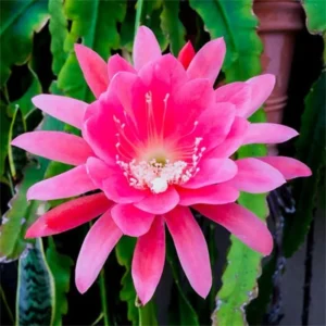 Pink Epiphyllum Plant Live - 6-9