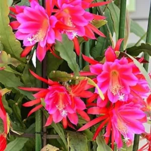 Pink Epiphyllum Plant Live - 6-9