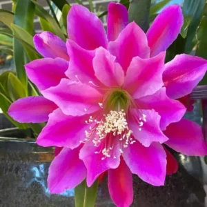 Pink Epiphyllum Plant Live - 6-9
