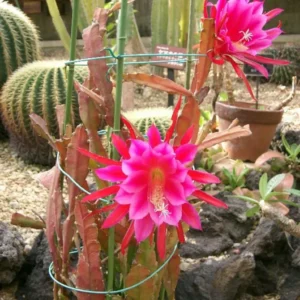 Pink Epiphyllum Plant Live - 6-9