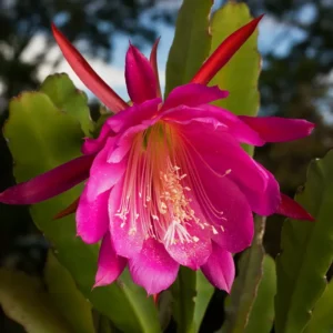 Pink Epiphyllum Plant Live - 6-9
