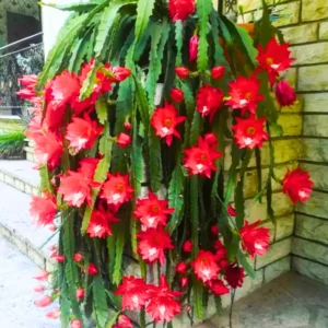 Red Epiphyllum Plant Live - 6-9 Inch Tall Orchid Cactus - Indoor/Outdoor