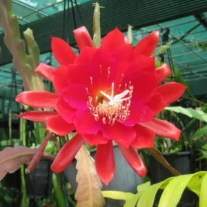 Red Epiphyllum Plant Live - 6-9 Inch Tall Orchid Cactus - Indoor/Outdoor