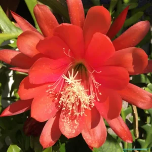 Red Epiphyllum Plant Live - 6-9 Inch Tall Orchid Cactus - Indoor/Outdoor