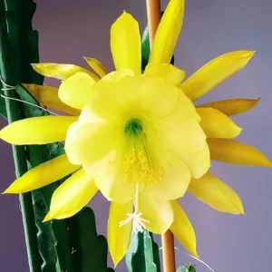 Yellow Epiphyllum Plant Live - 6-9