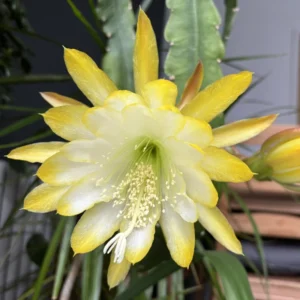 Yellow Epiphyllum Plant Live - 6-9