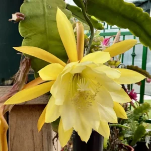 Yellow Epiphyllum Plant Live - 6-9