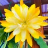 Yellow Epiphyllum Plant Live - 6-9" Orchid Cactus - Indoor/Outdoor