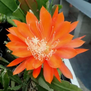 Orange Epiphyllum Orchid Cactus Live Plant - 6-9