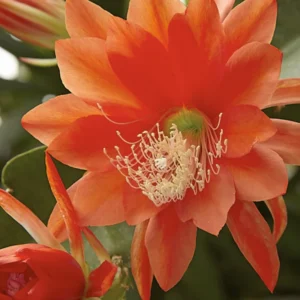 Orange Epiphyllum Orchid Cactus Live Plant - 6-9