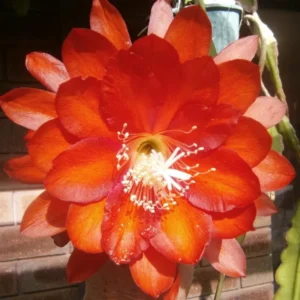 Orange Epiphyllum Orchid Cactus Live Plant - 6-9