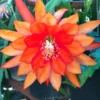Orange Epiphyllum Orchid Cactus Live Plant - 6-9" Indoor/Outdoor