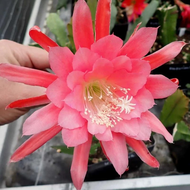 Orange Epiphyllum Plant Live 6-9" Tall Orchid Cactus Indoor Outdoor