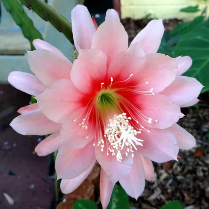 Orange Epiphyllum Plant Live 6-9" Tall Orchid Cactus Indoor Outdoor