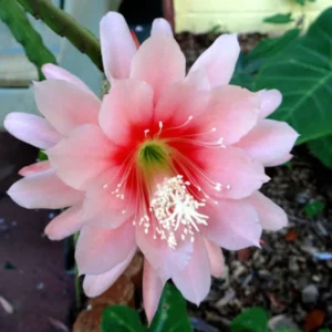 Orange Epiphyllum Plant Live 6-9