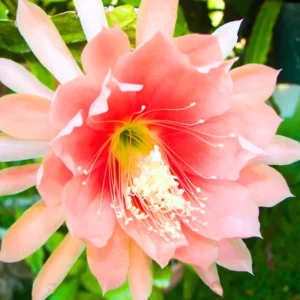Orange Epiphyllum Plant Live 6-9" Tall Orchid Cactus Indoor Outdoor