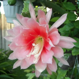 Orange Epiphyllum Plant Live 6-9