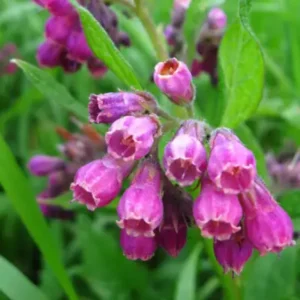 Comfrey Roots 10-Root Combo Pack for Indoor Outdoor Planting