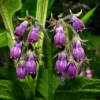 Comfrey Roots 10-Root Combo Pack for Indoor Outdoor Planting