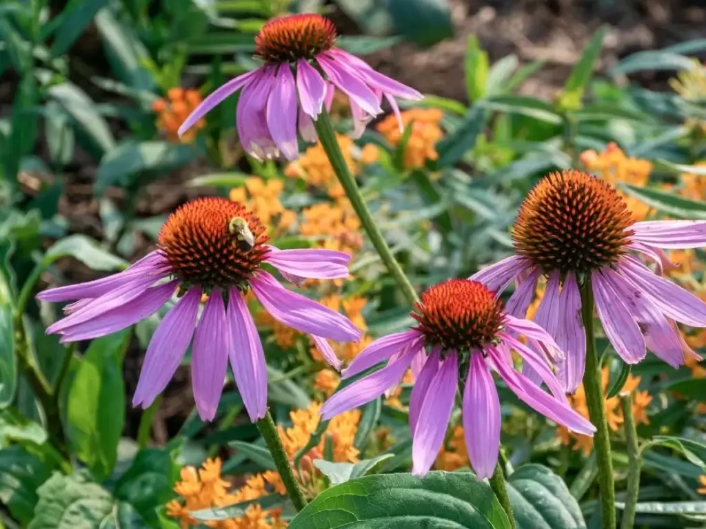 Patriotic Flowers - Echinacea
